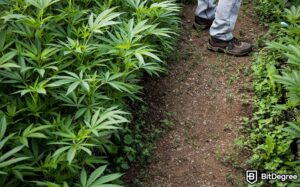 Read more about the article MCC Adopt Blockchain Technology to Verify Plant Authenticity